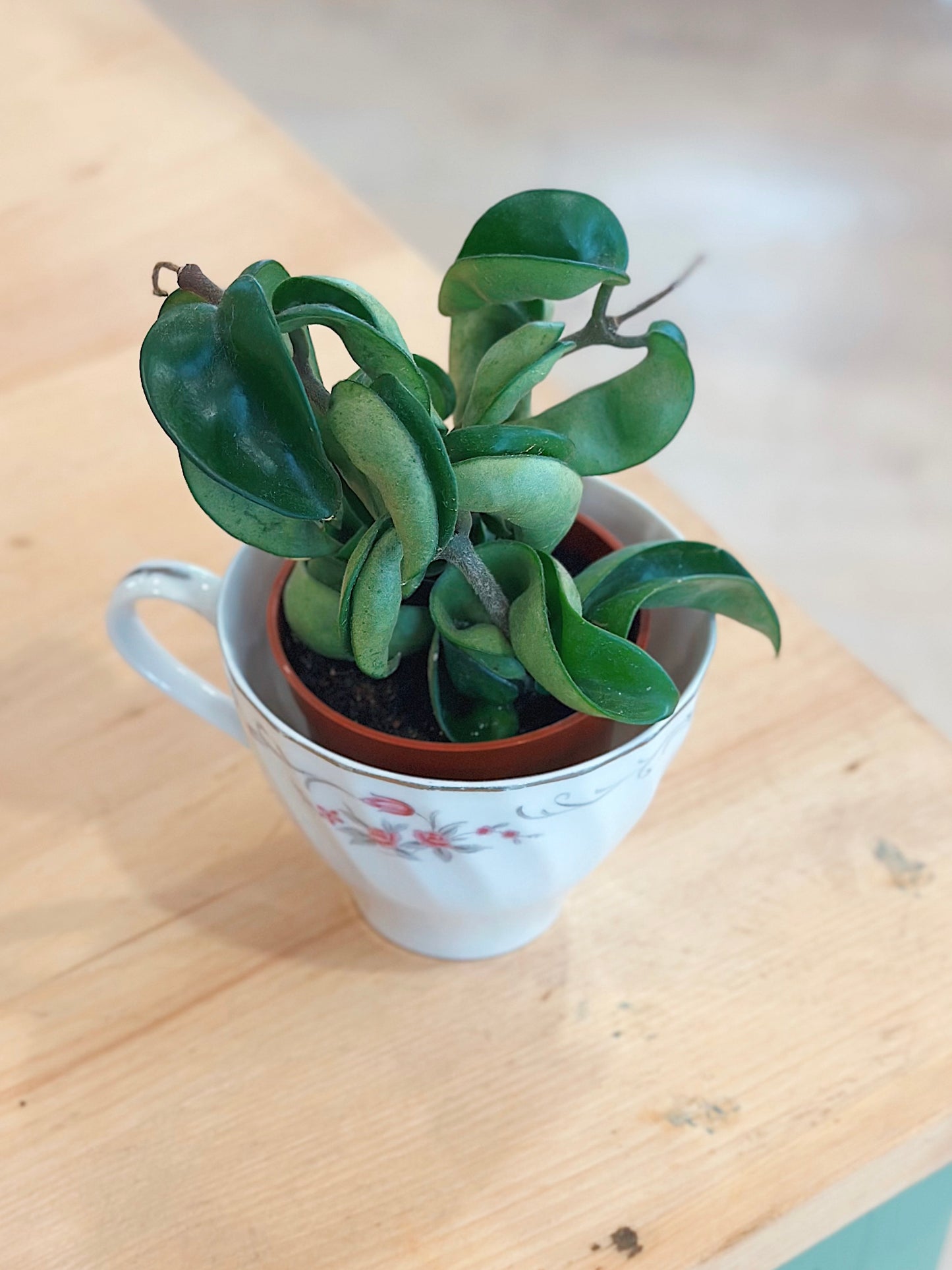 Hoya Compacta Rope