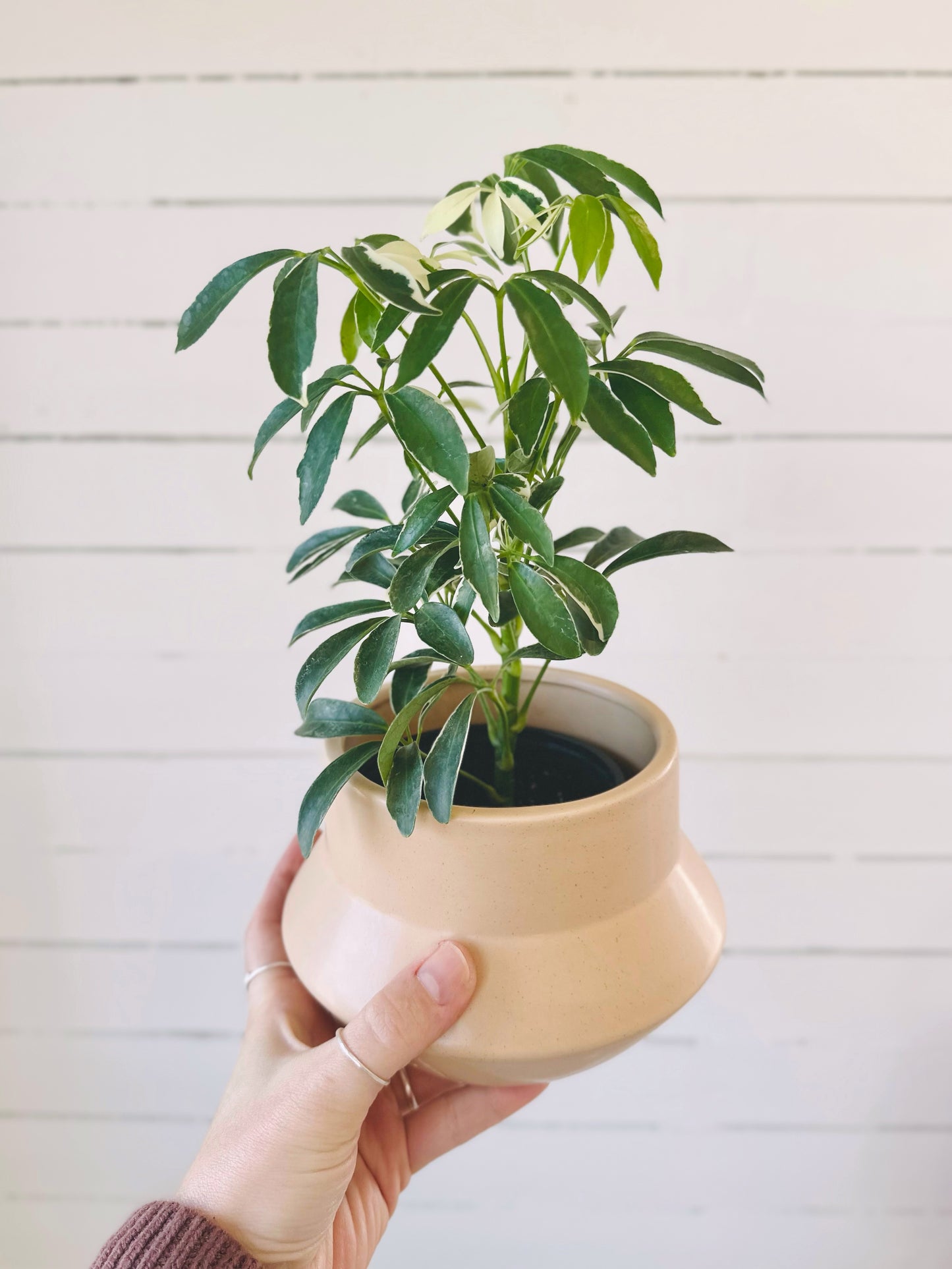 Schefflera Moon Drop