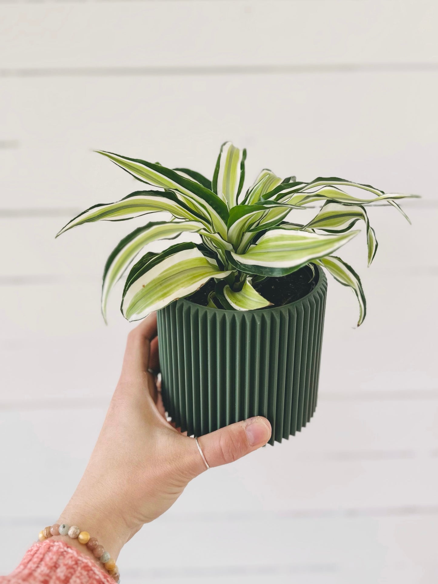 Dracaena Malaika Lime