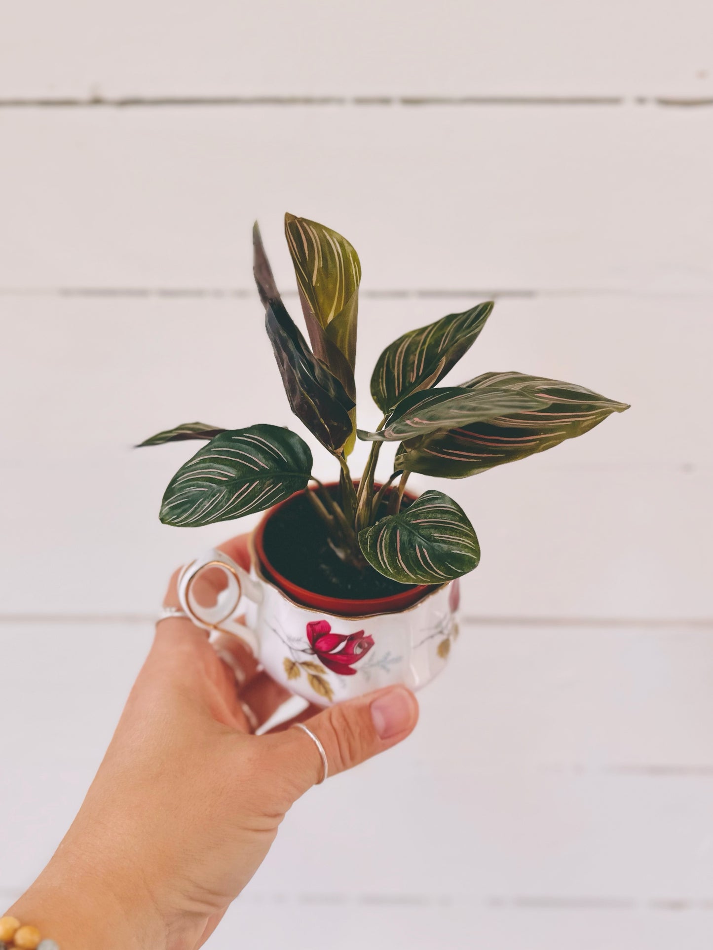 Calathea Ornata
