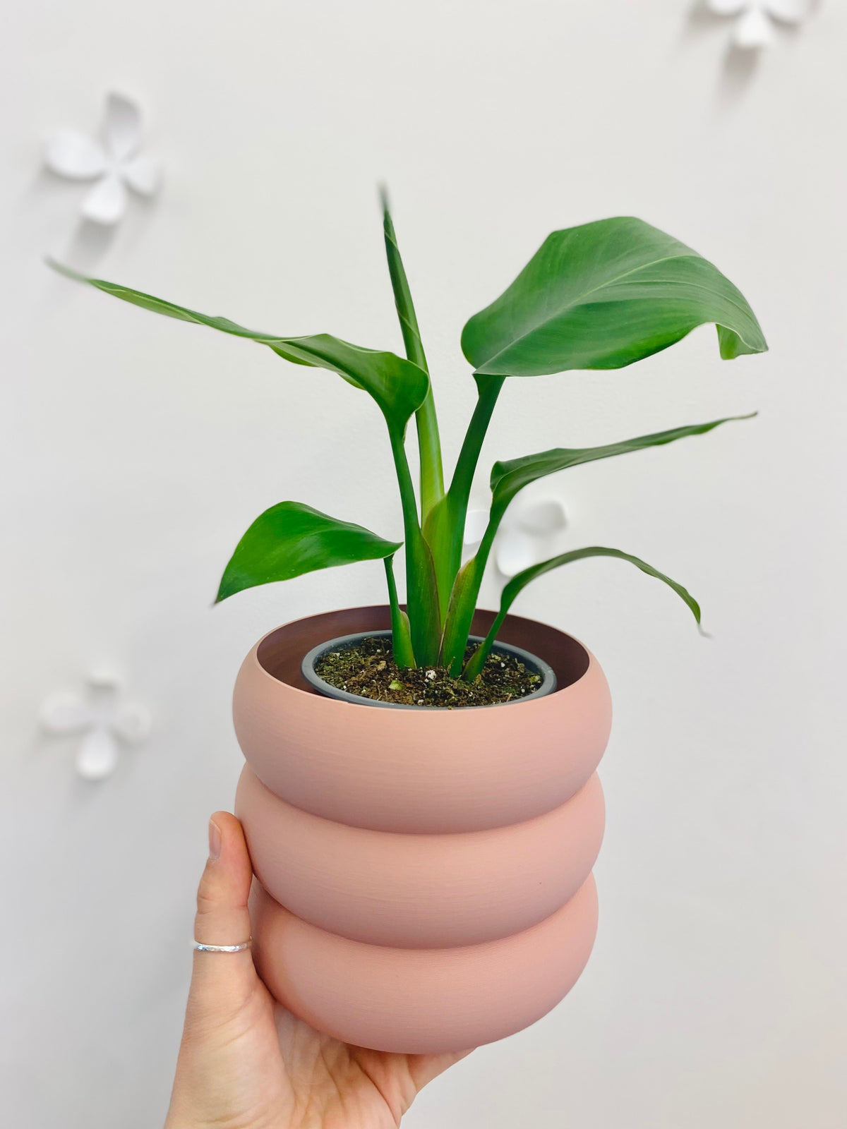 Strelitzia Nicolai « Bird Of Paradise »