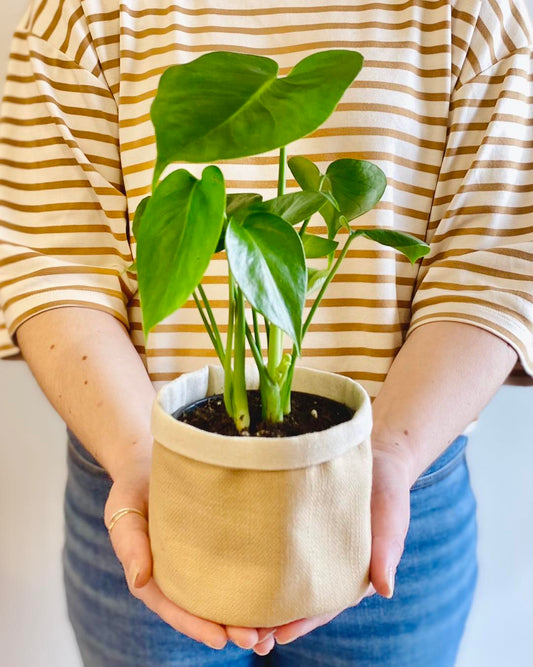 Philodendron Monstera