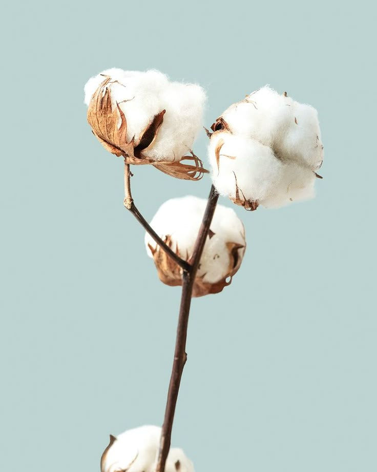 Bougie De Soya - Ménage De Printemps