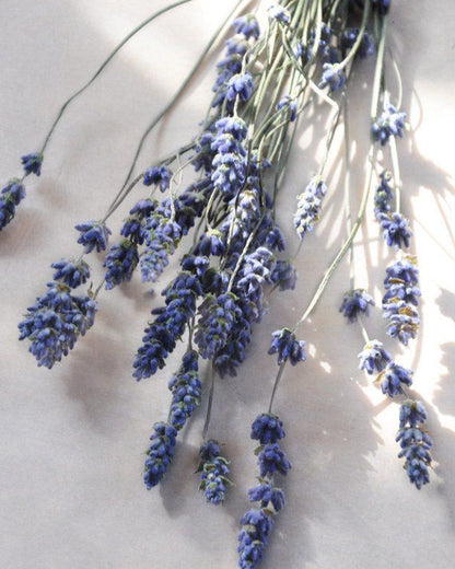 Bougie De Soya - Arctic Breeze