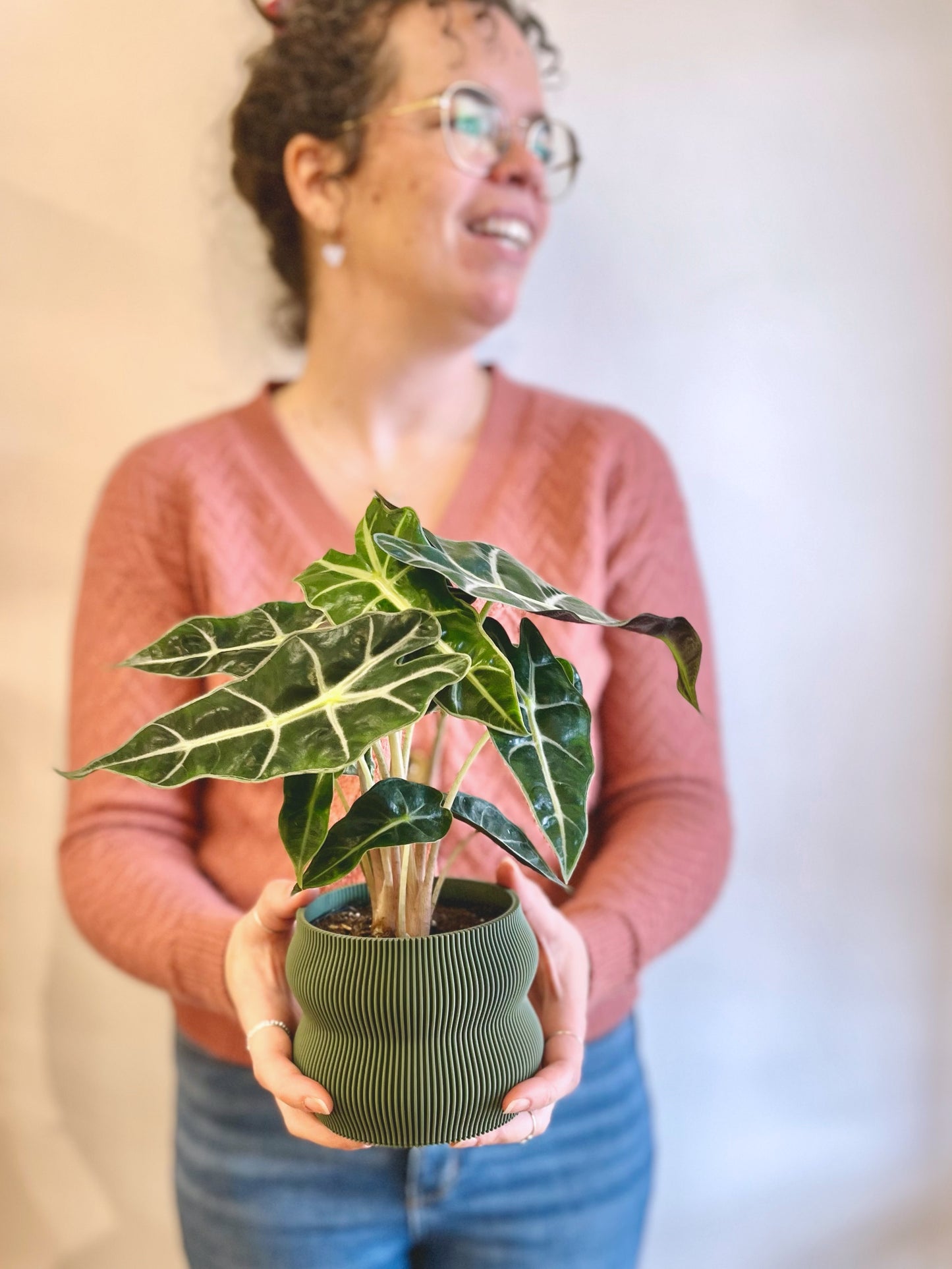 Alocasia Amazonica Polly