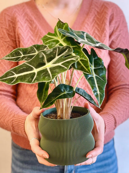 Alocasia Amazonica Polly