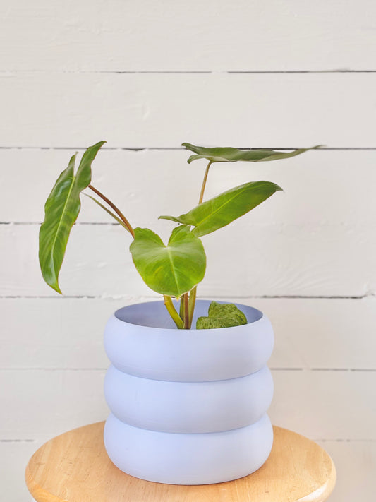 Philodendron Paradiso Verde
