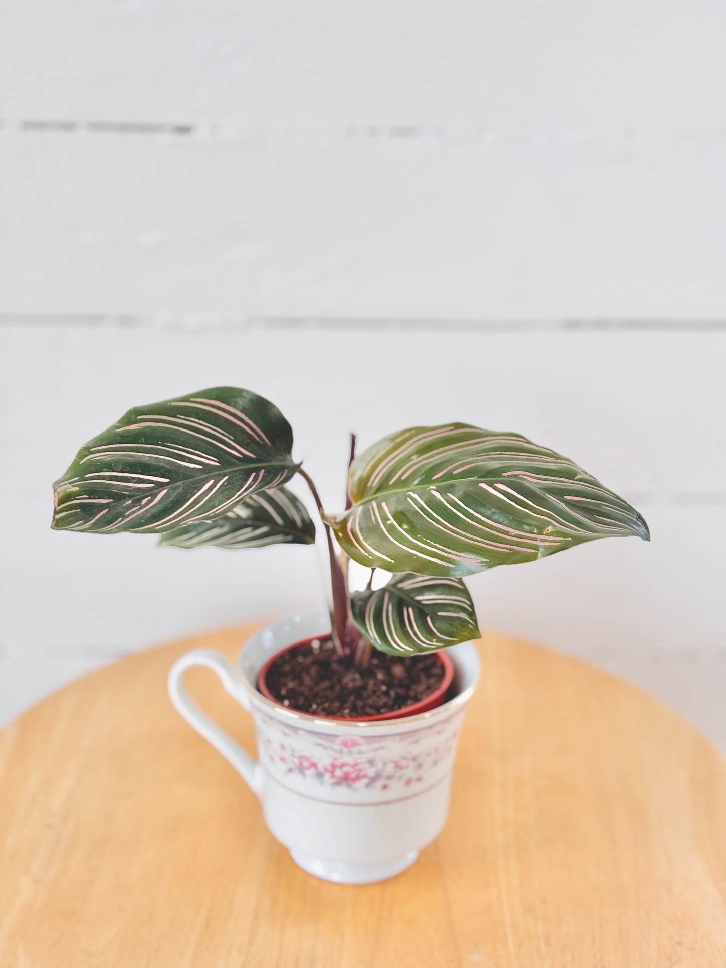 Calathea Pinstripe