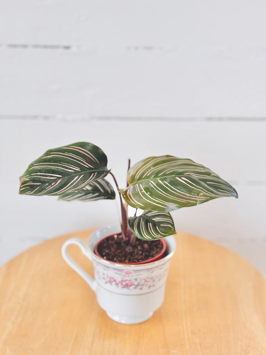 Calathea Pinstripe