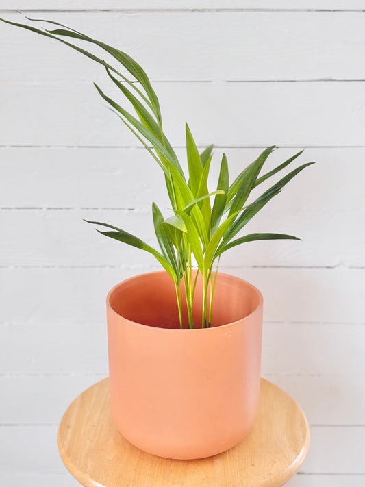 Palmier Areca