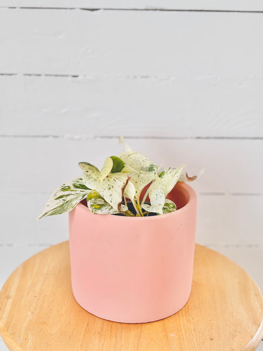 Pothos Snow Queen