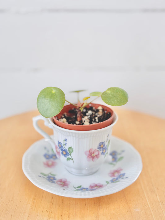 Pilea Peperomioide - Mini