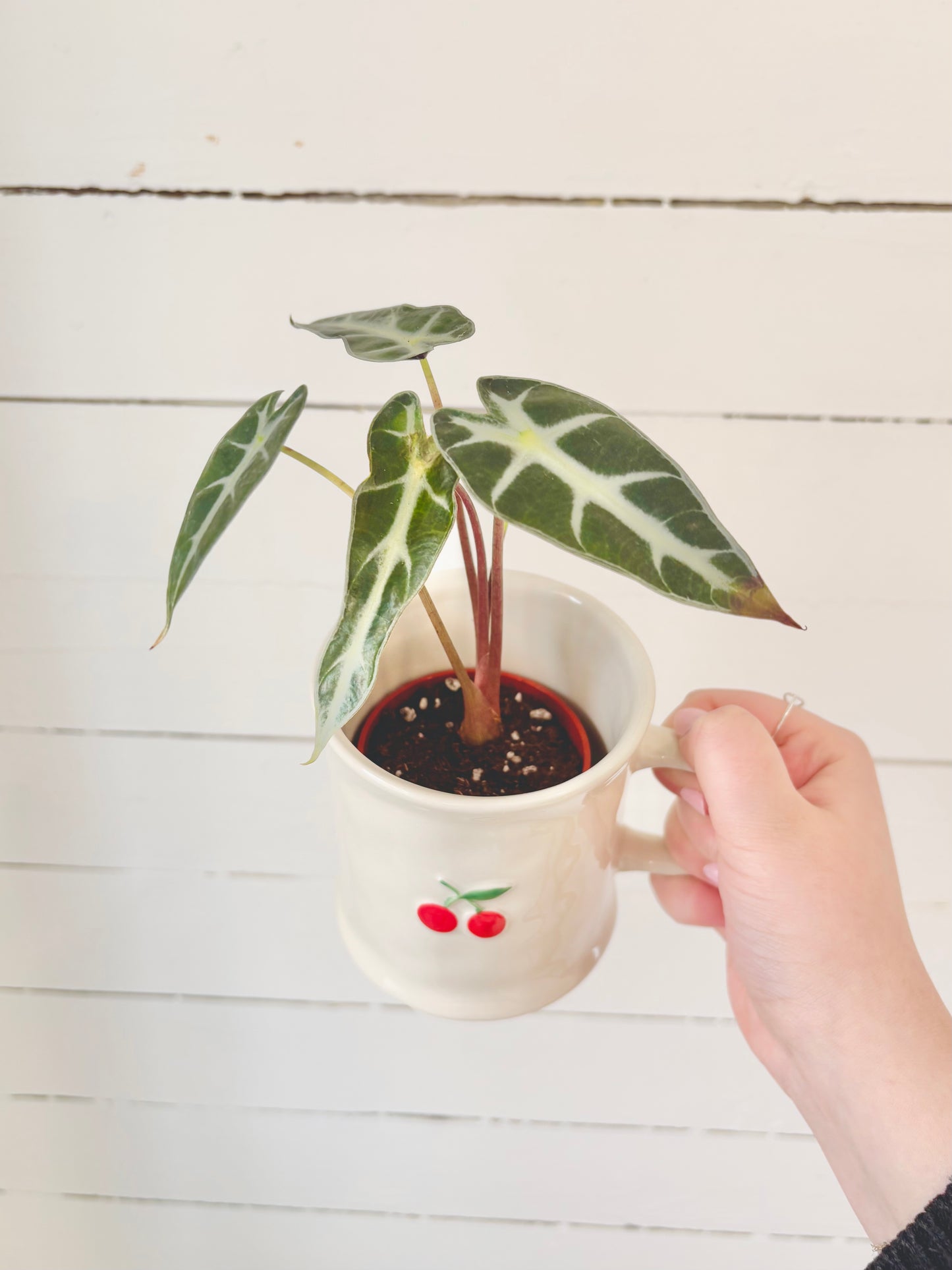 Alocasia Bambino