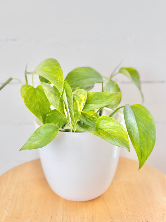 Pothos Neon Queen