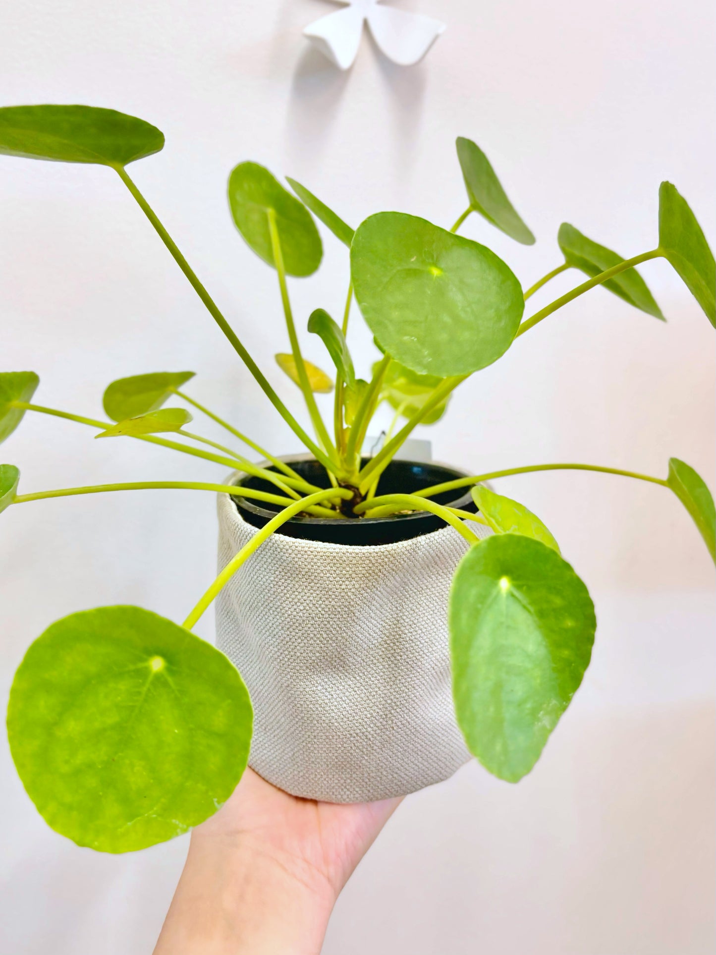 Pilea Peperomioide