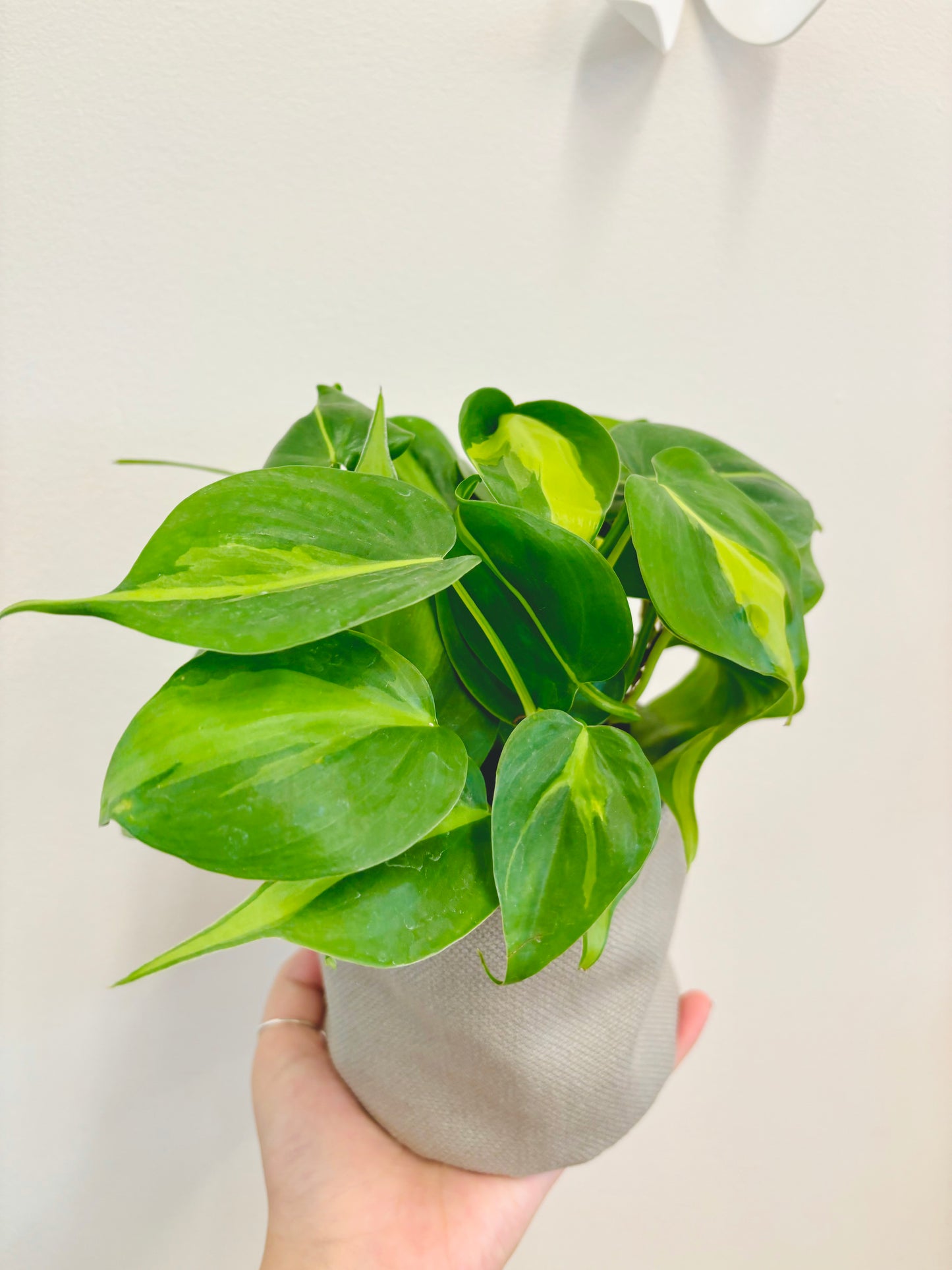 Philodendron Brazil