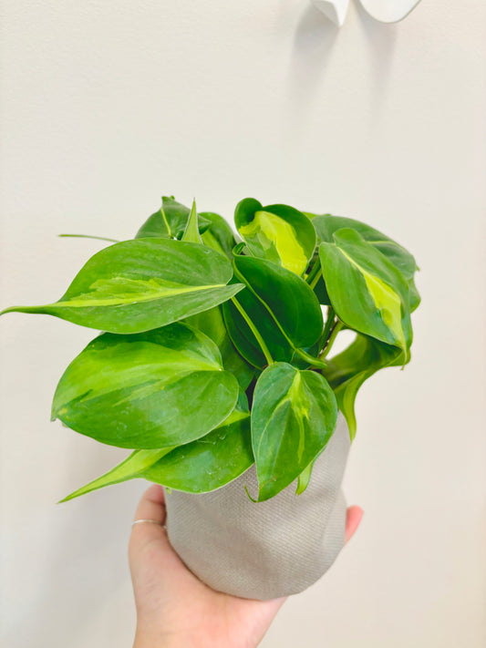 Philodendron Brazil