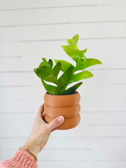 Epiphyllum Fern Leaf