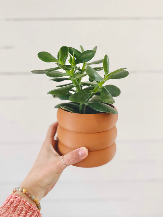 Crassula