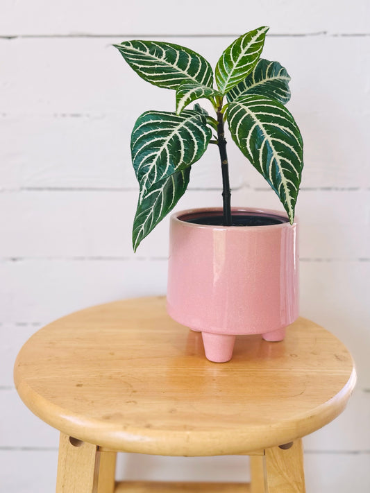 Cache-pot - Tripoli