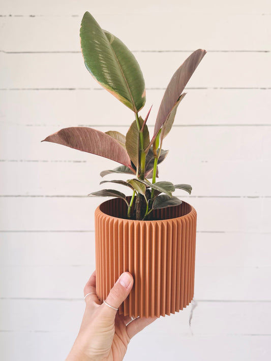 Ficus Elastica Ruby