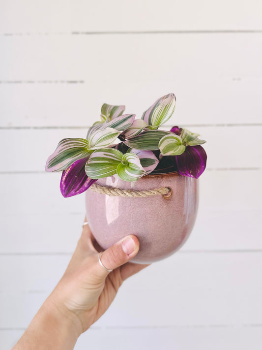 Tradescantia Nanouk