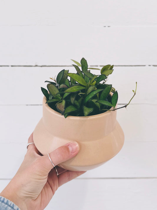 Hoya Rosita
