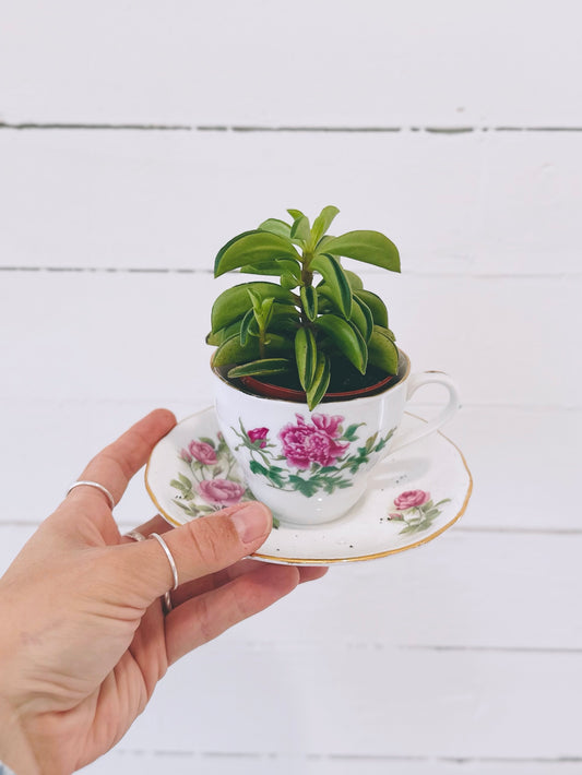 Peperomia Taco Leaf - 2,5po