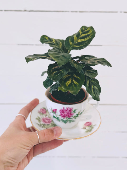 Calathea Makoyana