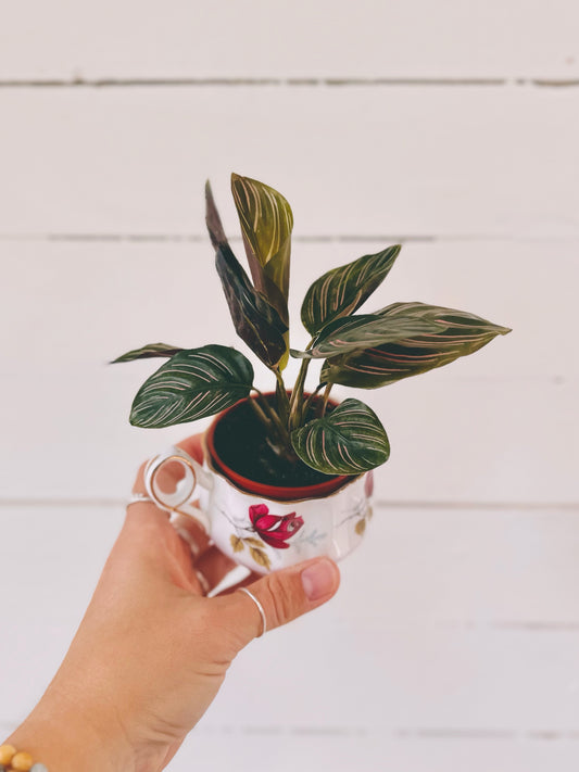 Calathea Ornata