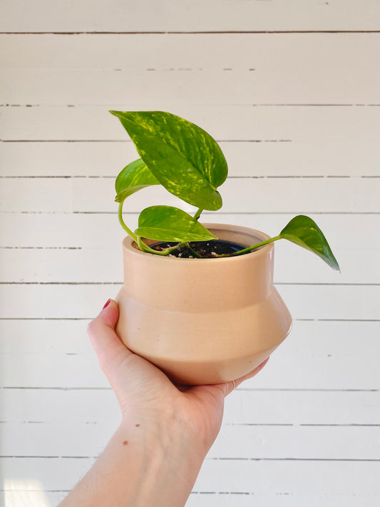 Pothos