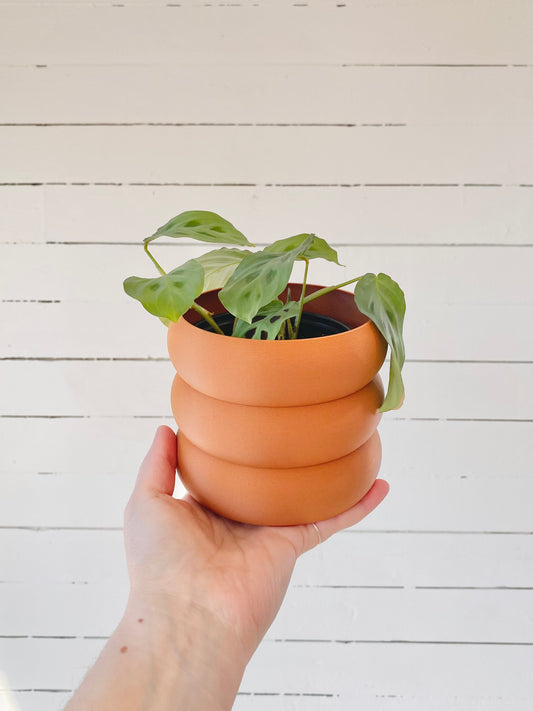 Marantha Green