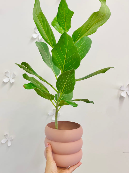 Ficus Audrey