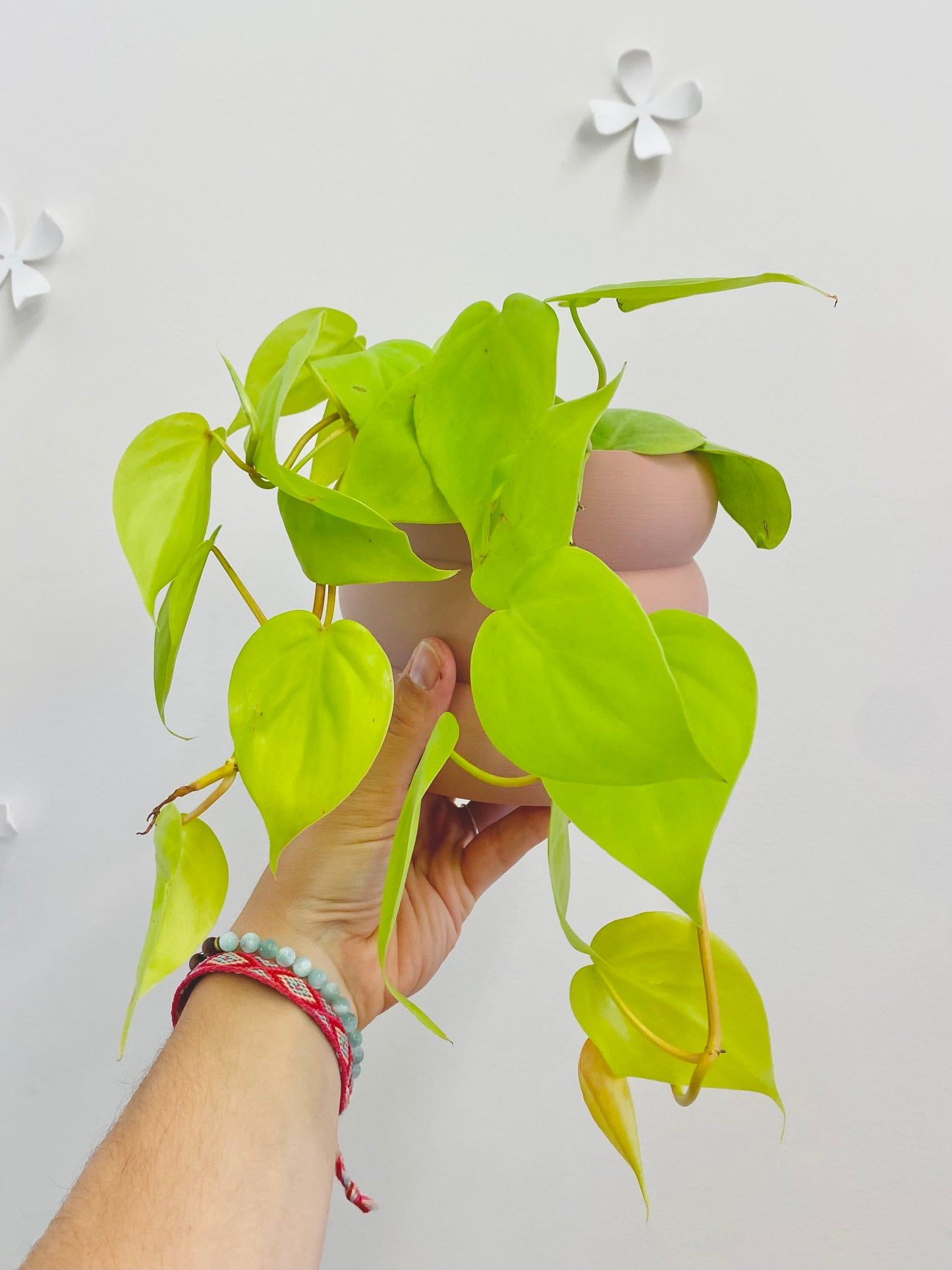 Philodendron Lemon Lime