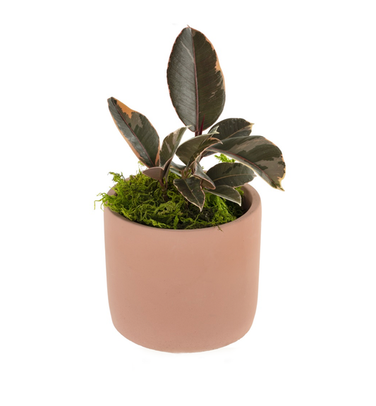 Cache-pot - Toscane
