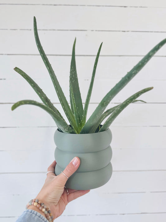 Aloe Vera