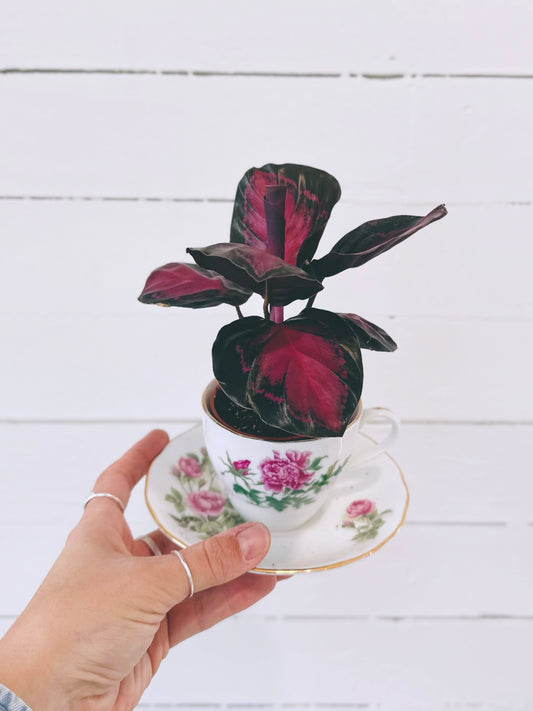 Calathea Crimson