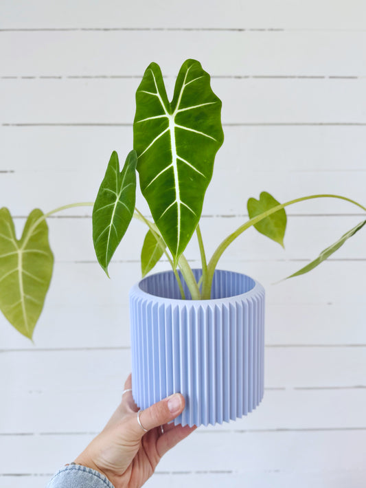 Alocasia Frydek