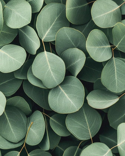 Bougie De Soya - Arctic Breeze