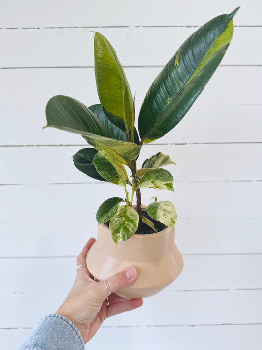 Ficus Shivereana Moonshine