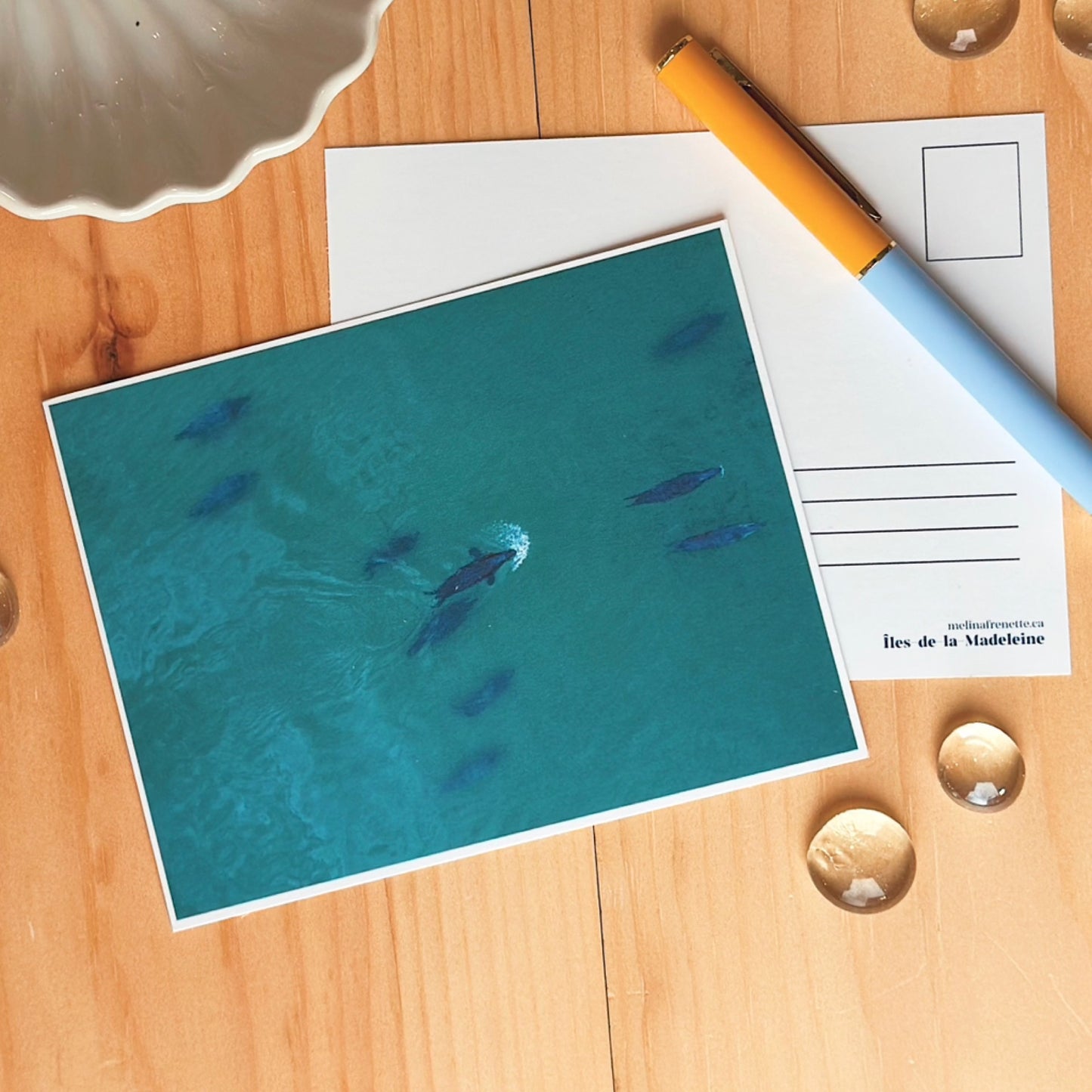 Carte Postale - Loup-marins