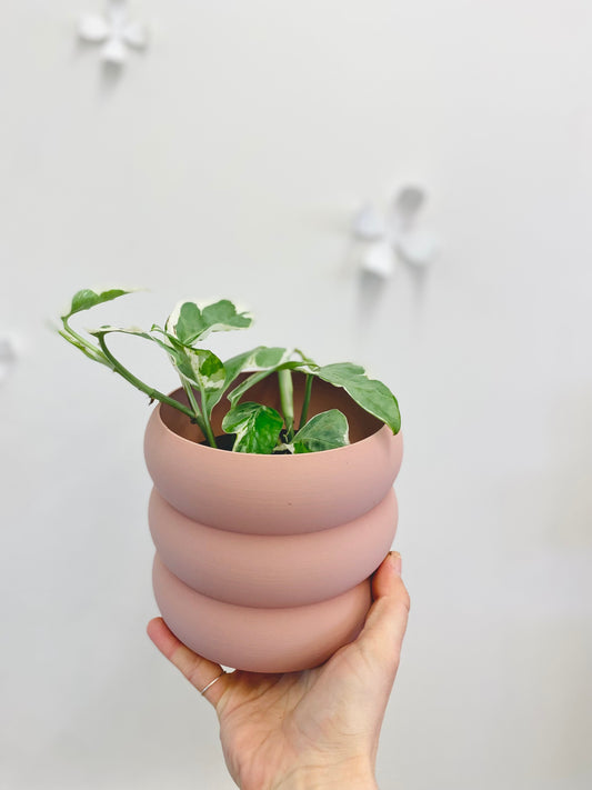 Pothos Pearl & Jade