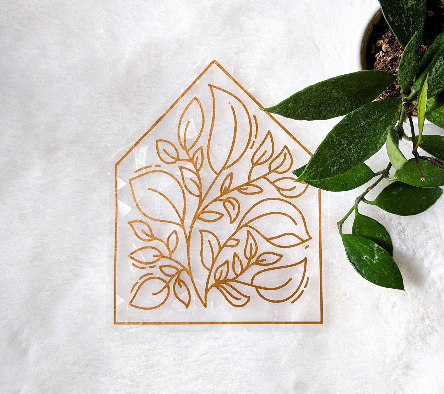 Attrape-soleil - Plantes