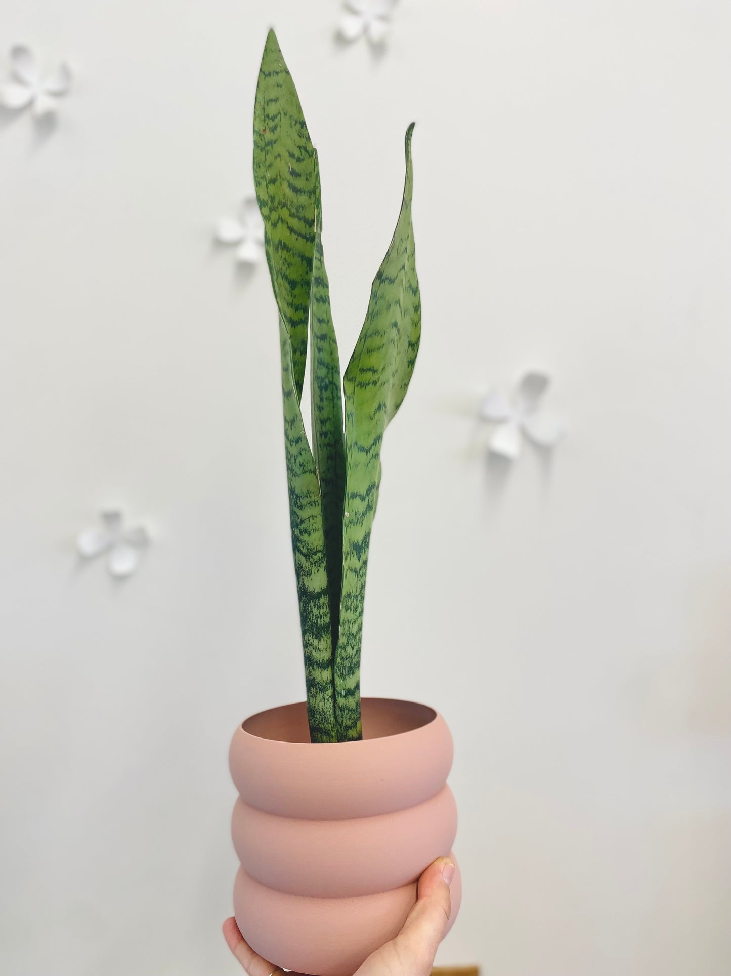 Sansevieria Laurentii/Zeylanica