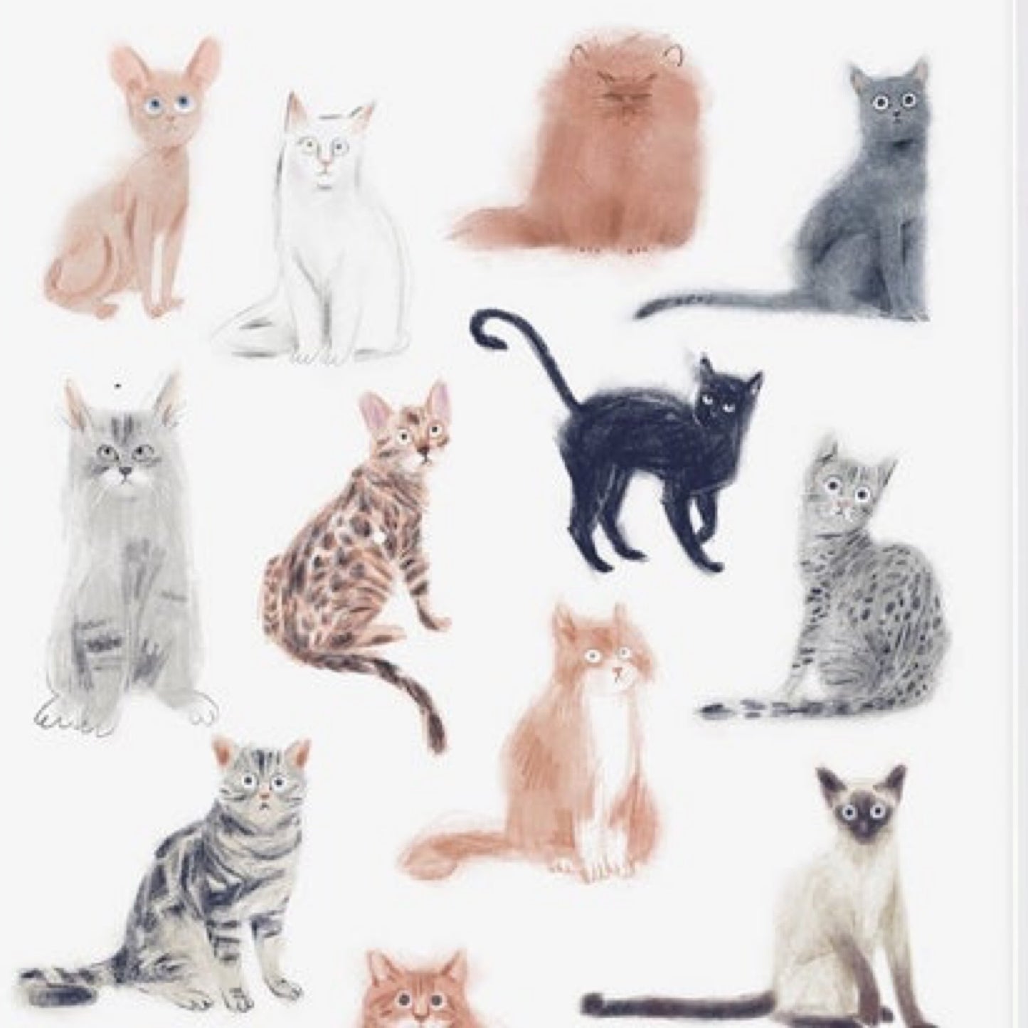 Affiche - Chats Chats