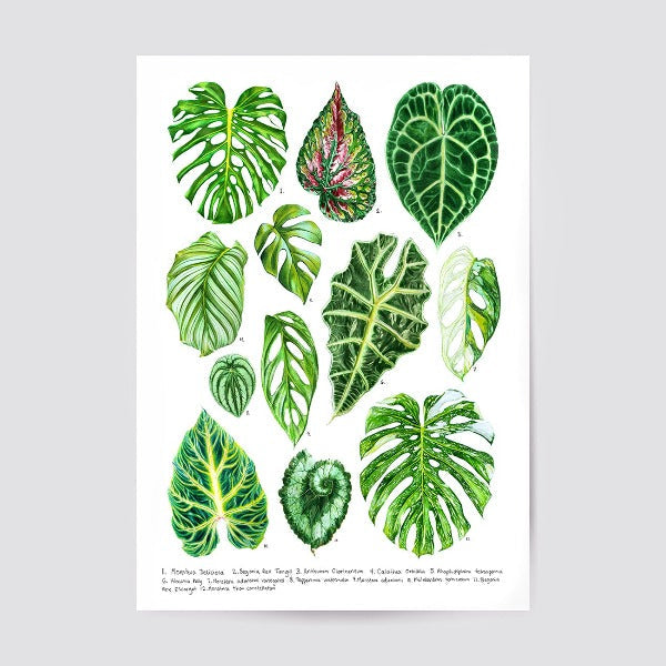 monstera species poster Affiche