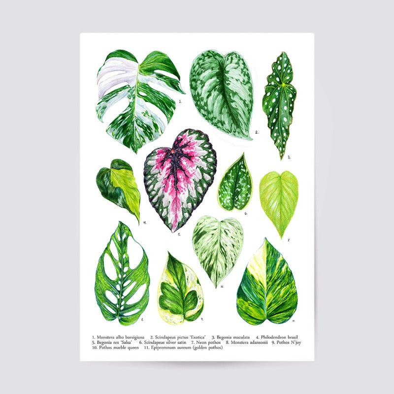 Affiche - Plantes D’intérieur