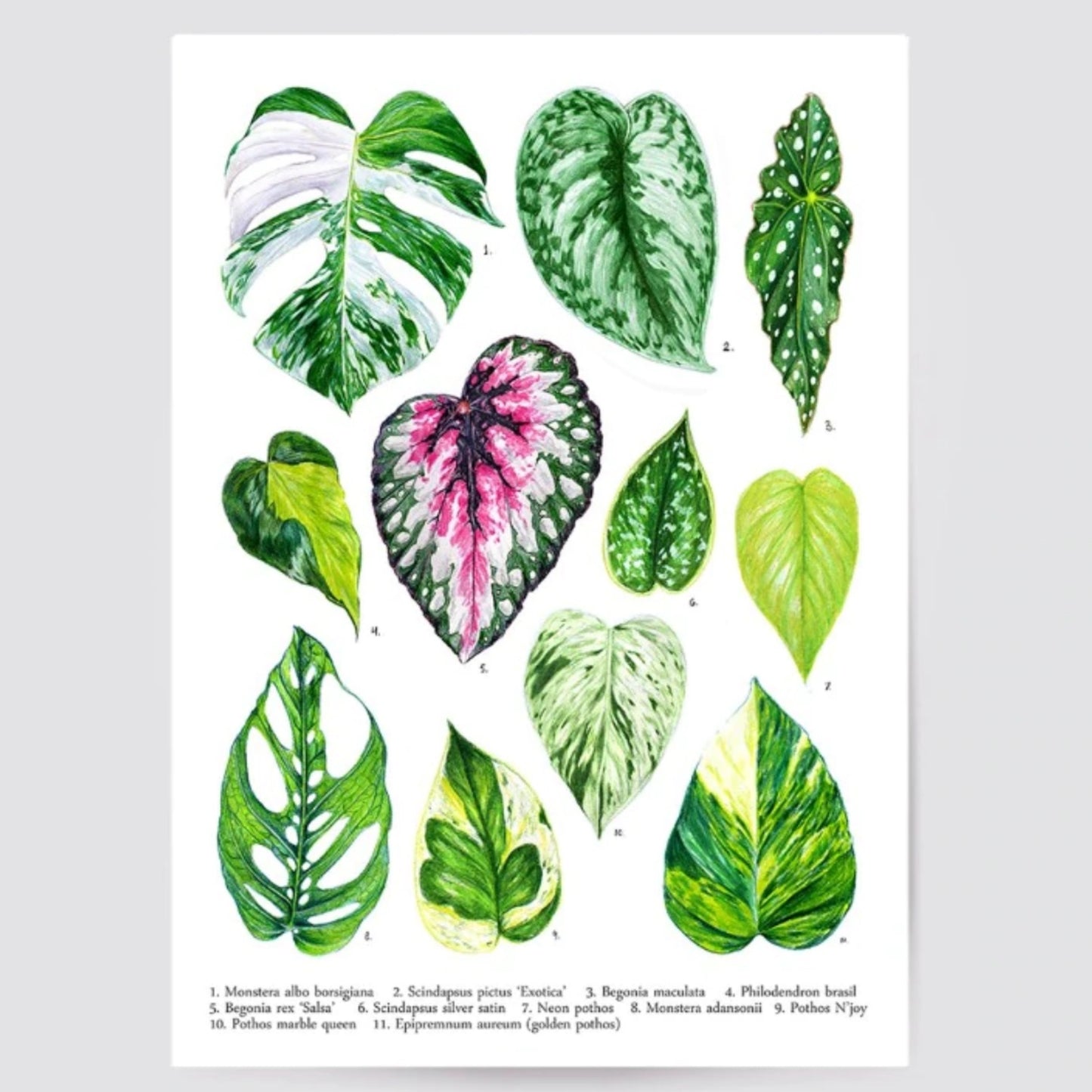 Affiche - Plantes D’intérieur