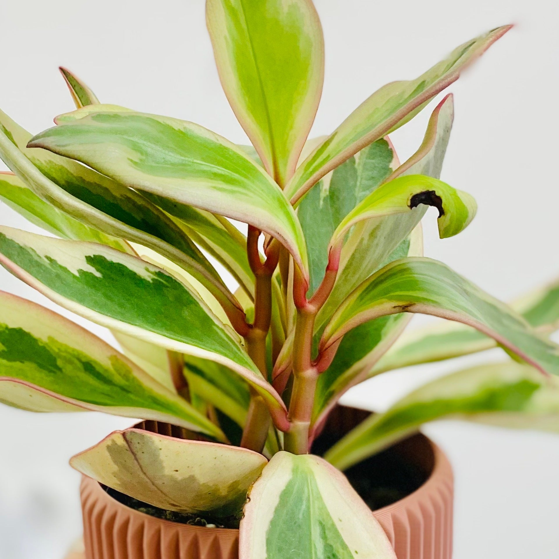 Peperomia Ginny