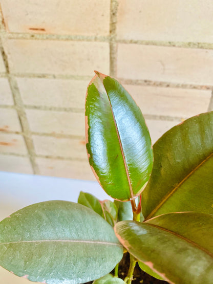 Ficus Elastica Tineke